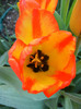 Tulipa Orange Bowl (2012, April 23)