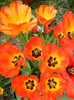 Tulipa Orange Bowl (2012, April 26)