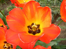Tulipa Orange Bowl (2012, April 26)