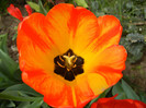 Tulipa Orange Bowl (2012, April 26)