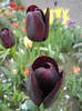 Tulipa Queen of Night (2012, April 26)