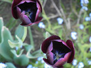 Tulipa Queen of Night (2012, April 28)