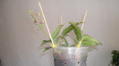 evolutie orhidee 028