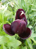 Tulipa Queen of Night (2012, April 29)
