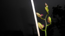evolutie orhidee 030