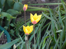 Tulipa clusiana Chrysantha (2012, Apr.27)