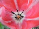 Tulipa Fantasy Parrot (2012, April 28)
