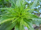 Dianthus barbatus (2012, April 28)