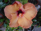P1130054
