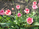 DSCN0763