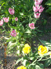 DSCN0767