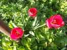 DSCN0768