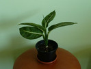 Dieffenbachia