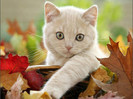 gatito