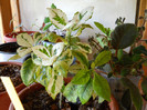 gardenia j. variegata