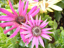 African Daisy (2012, April 30)