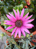 African Daisy (2012, April 30)