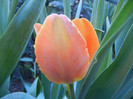 Tulipa Orange Favorite (2012, May 03)