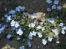 myosotis