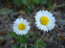 Bellis perennis (2012, April 30)
