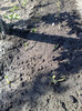 03052012 dupa plantare