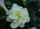 DSC04938