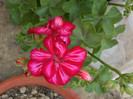 muscata curgatoare