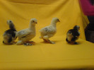 DSC02424