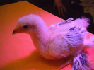 DSCN0866