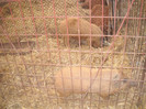 Picture 020