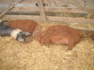 Picture 021