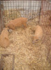 Picture 022