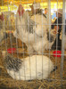 Picture 023