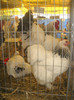 Picture 025