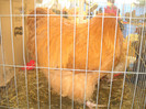 Picture 029