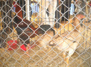 Picture 032
