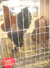 Picture 037