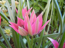 Tulipa Little Beauty (2012, April 30)