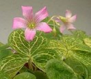 oxalix corymbosa