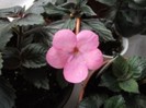 cascade flash pink