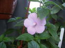 double pink rose