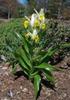 Iris_bucharica_bicolor
