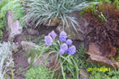 muscari