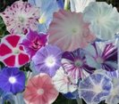 Ipomoea nil zorele japoneze