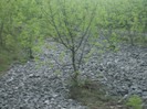 Picture 339