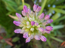 Allium Purple Sensation (2012, April 30)