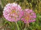 Allium Purple Sensation (2012, April 30)