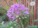 Allium Purple Sensation (2012, May 03)
