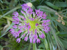 Allium Purple Sensation (2012, May 03)