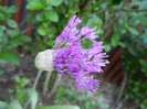 Allium Purple Sensation (2012, May 03)